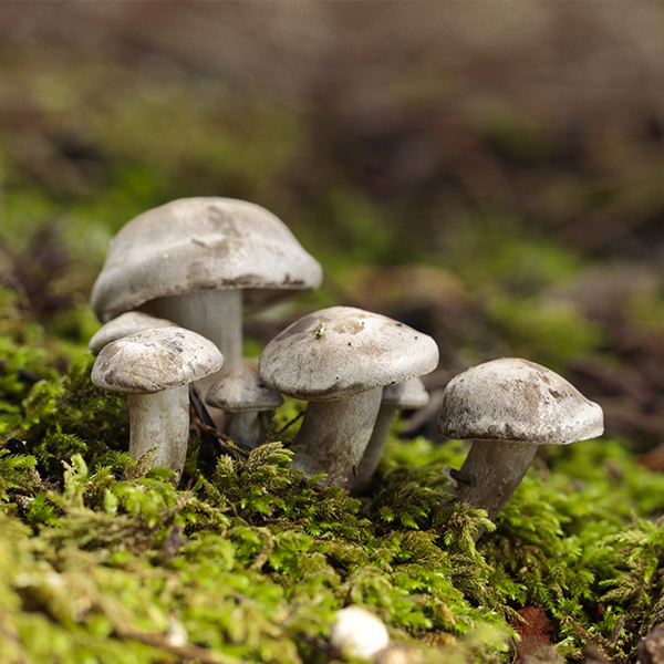 hongos